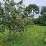 Léto v sadu na Panorama Kozákov